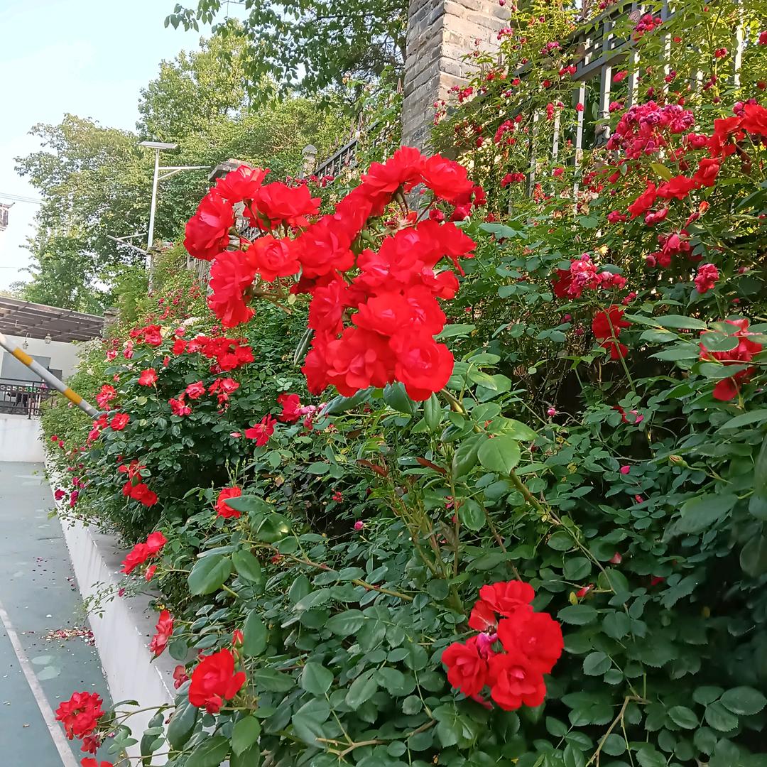 芷涵荡扬