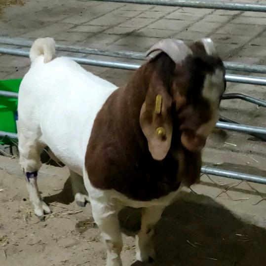 康润牧业原种波尔育种场