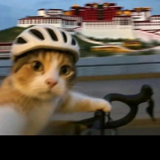 修补我的大门牙