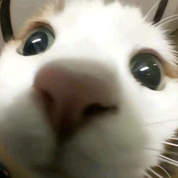 吨吨吨