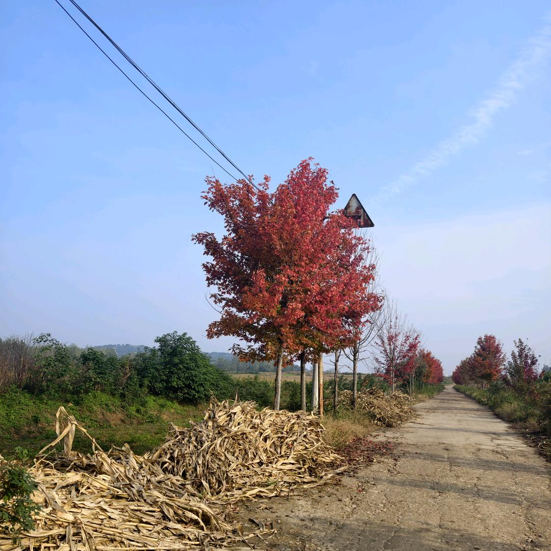 回家的路