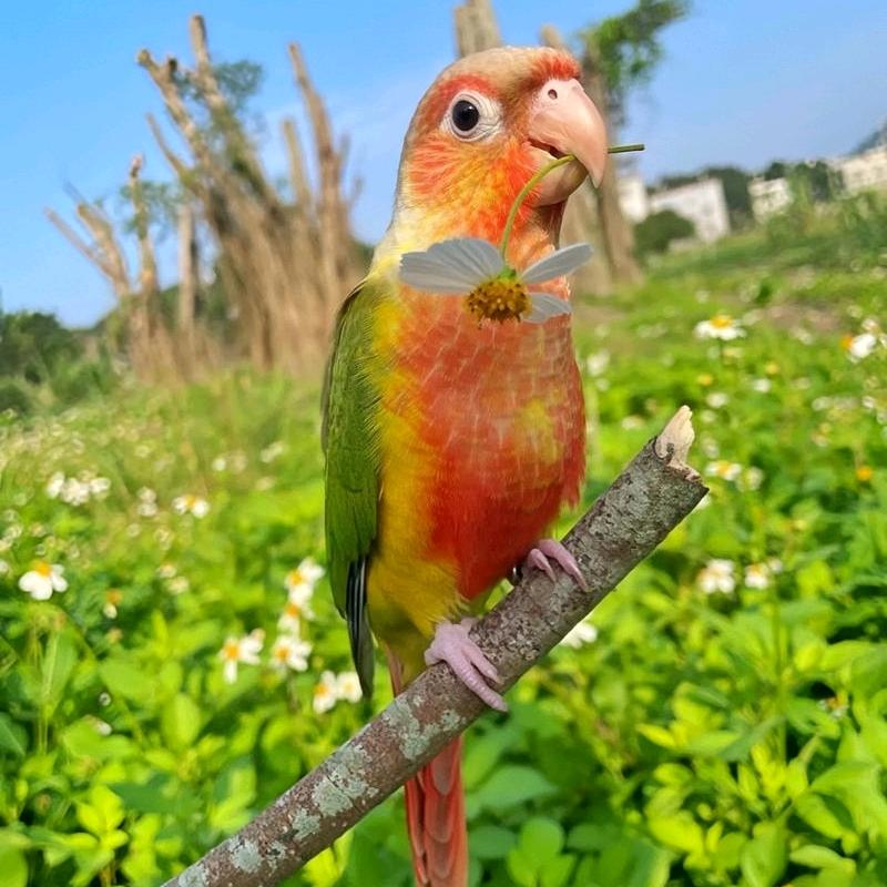七七🦜鹦鹉🦜