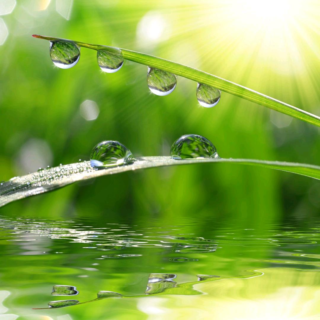 阳光☆下的♀雨露☆