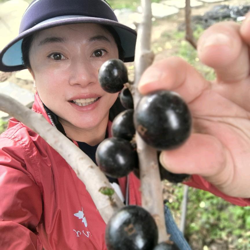 悦姐嘉宝果