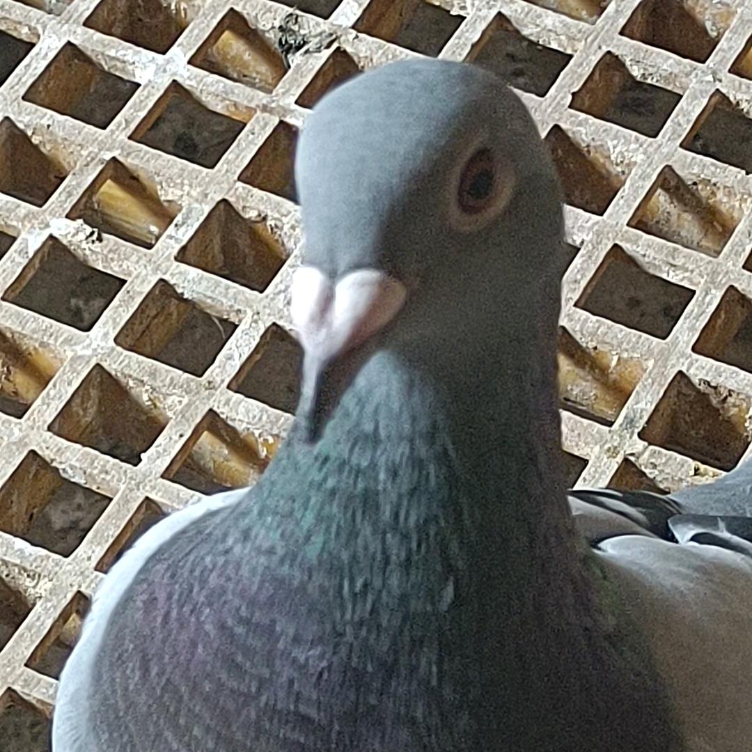 择善而交