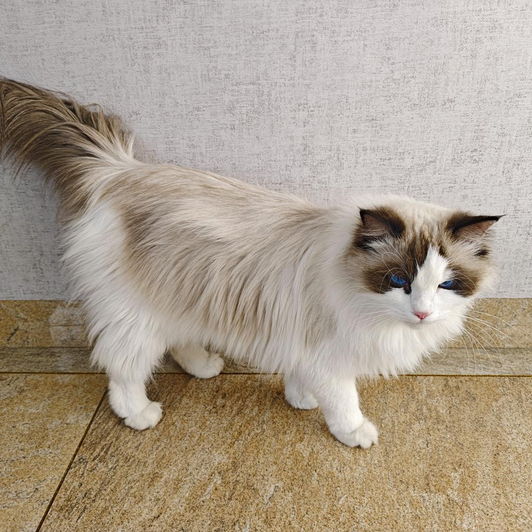 屎倒淋头还搅便