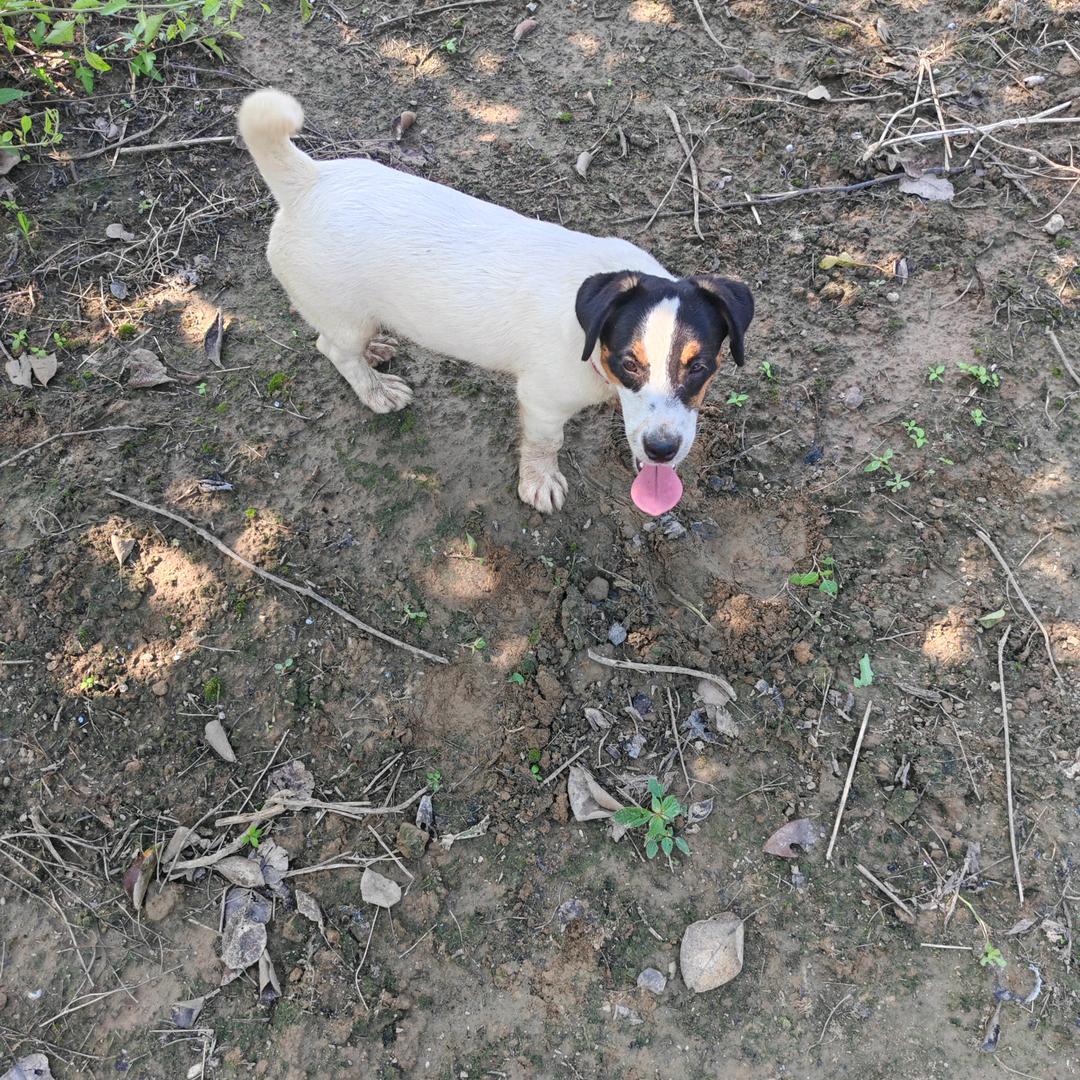 家养杰克罗素梗