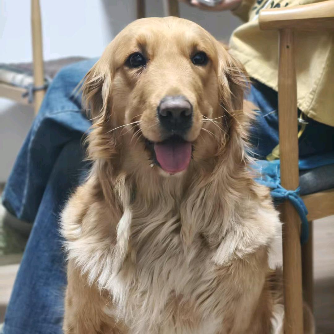 金毛小土豆！！！