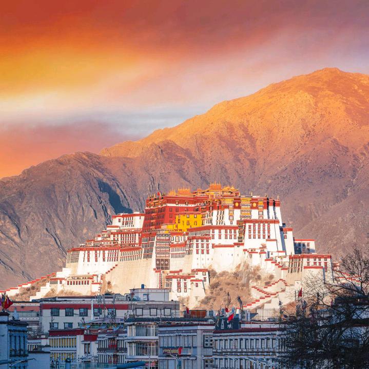 山东猪牛羊饲料批发