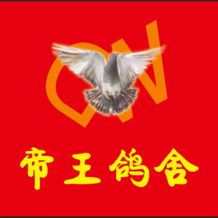 涿州—帝王鸽舍🏆