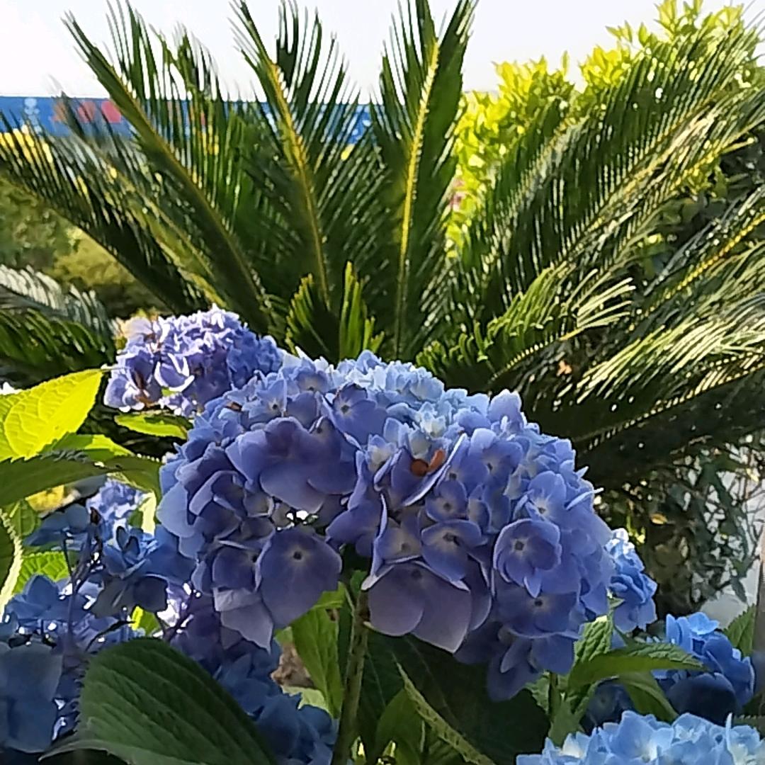 海的花园