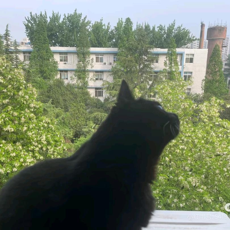 麻薯味儿荔枝🌱