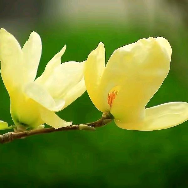 花落富贵