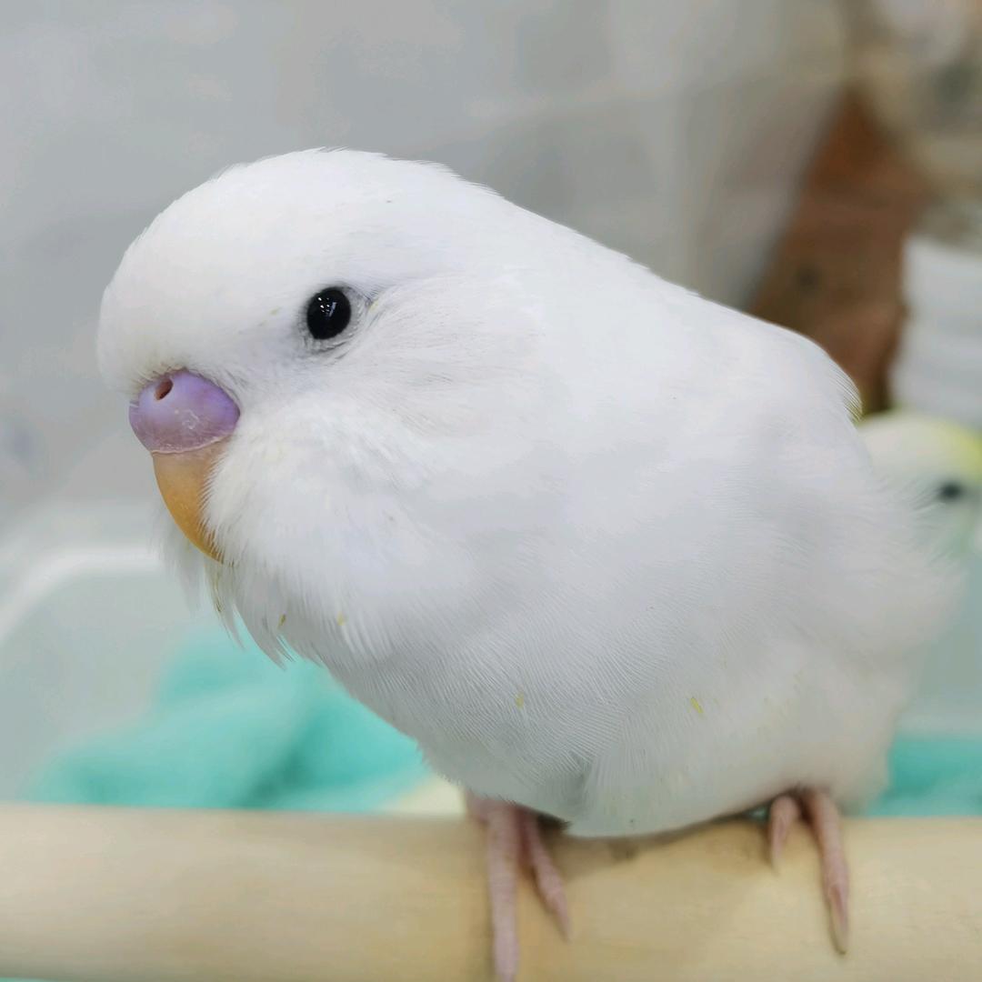 炳灵