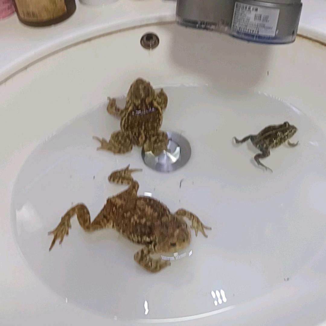 中华蟾蜍😡