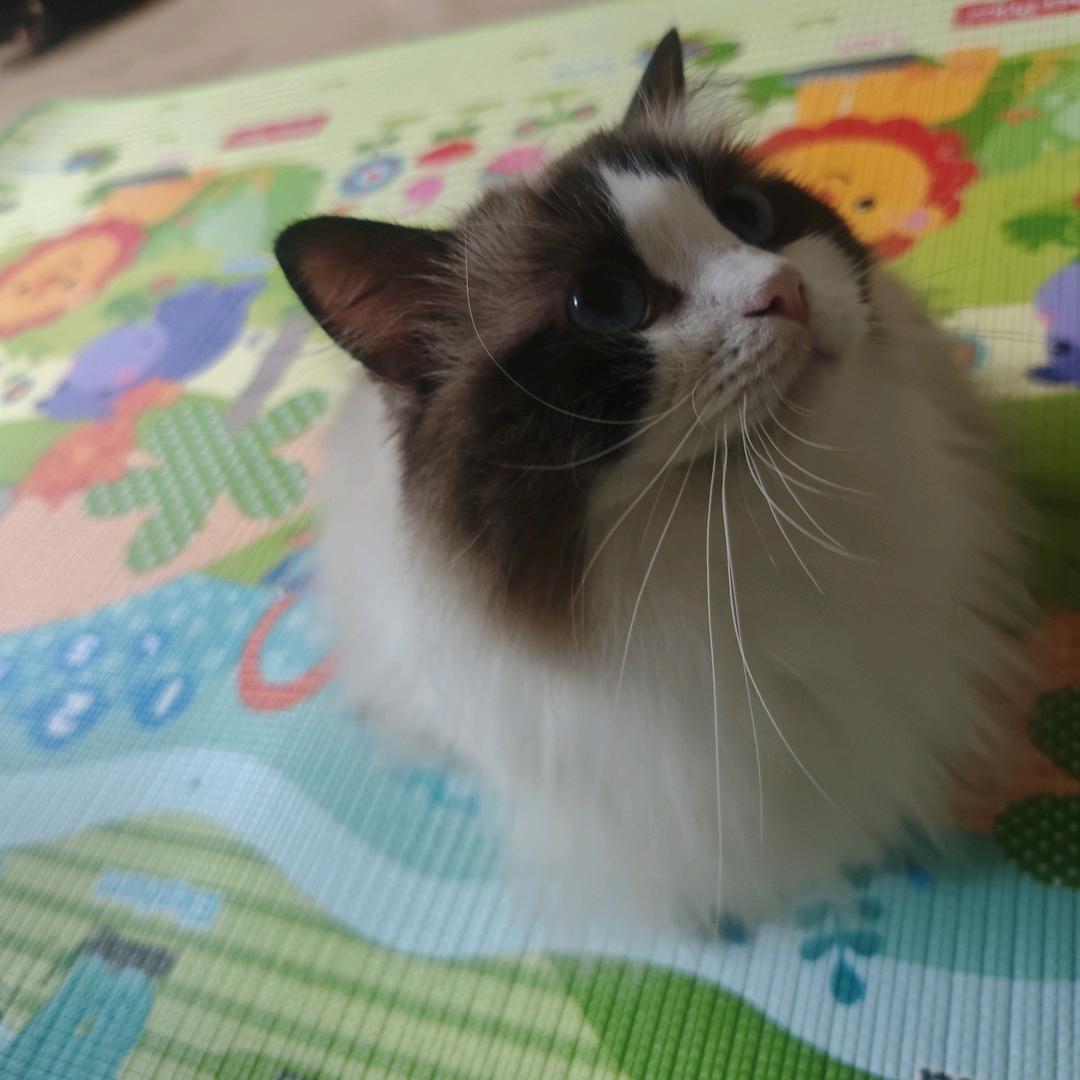 蘑咕头