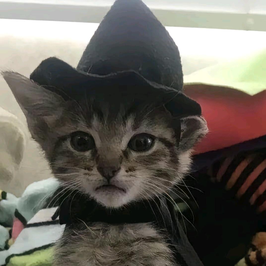 鑫᳐鑫᳐೨  🐱