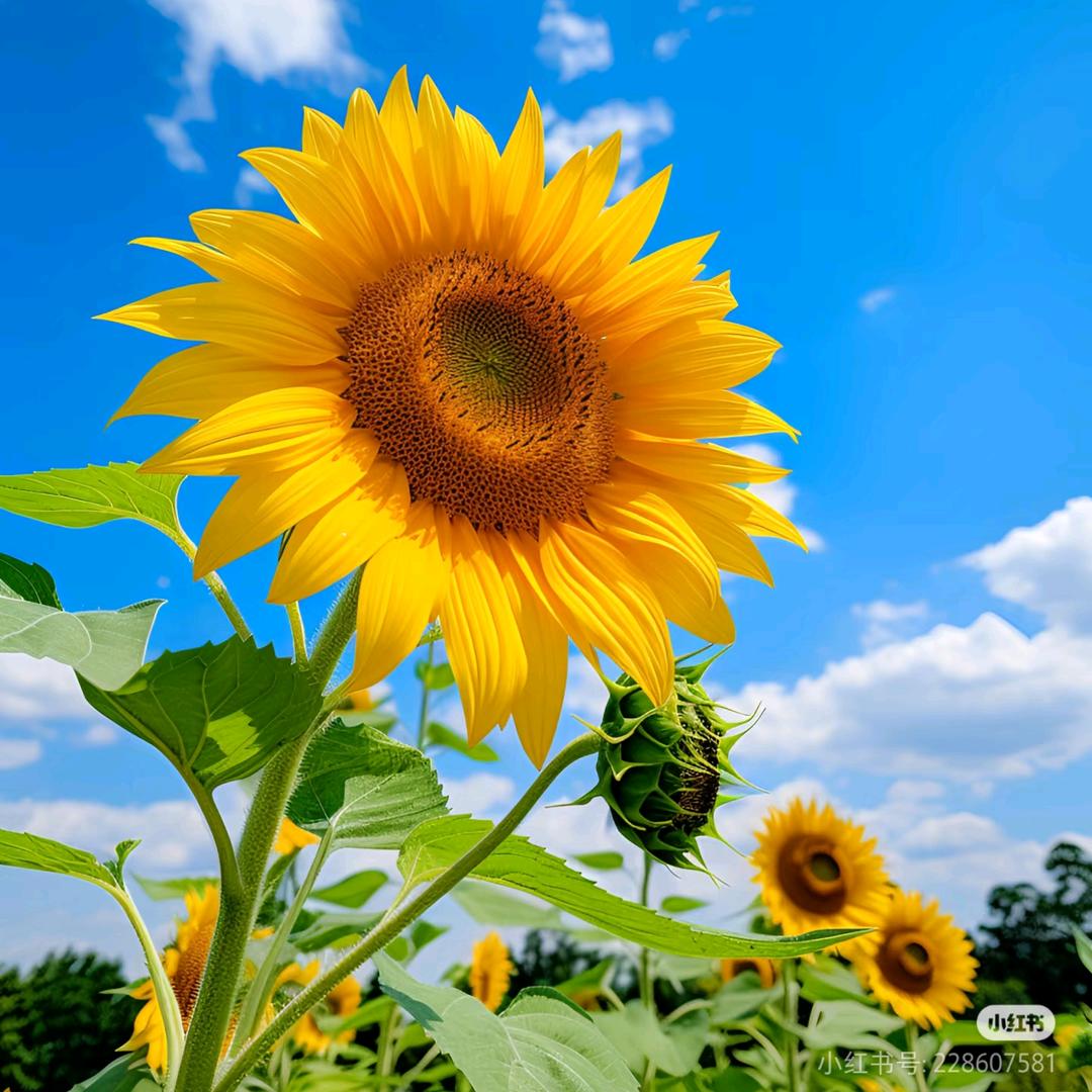 小确幸☀️☀️