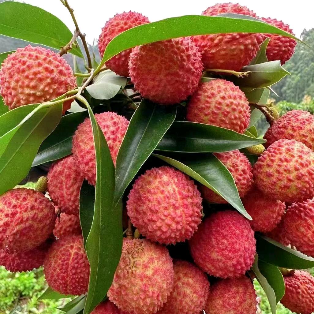清风