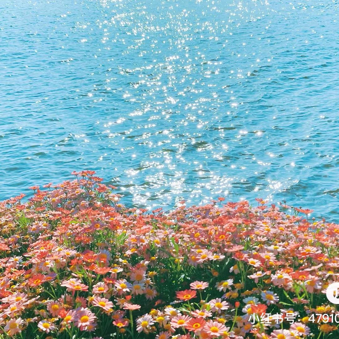 马莉丹