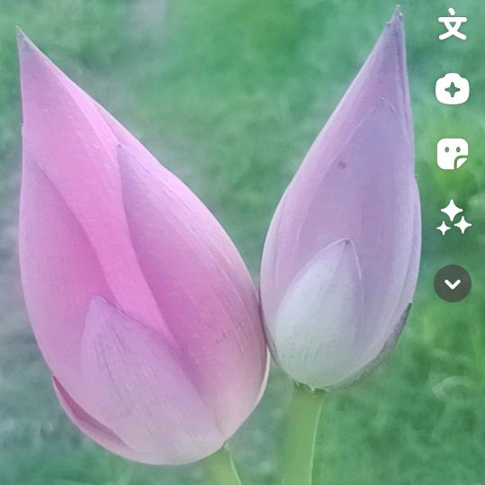 黄玫瑰