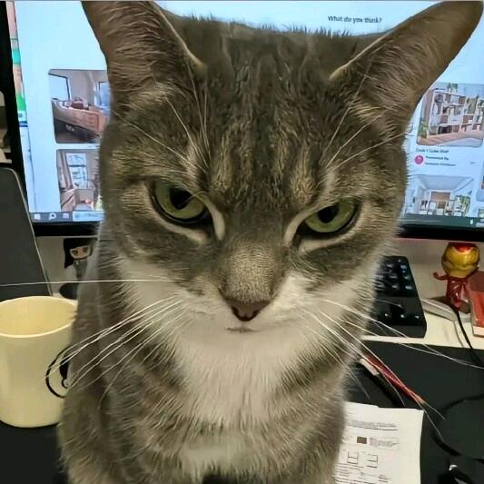 金淼