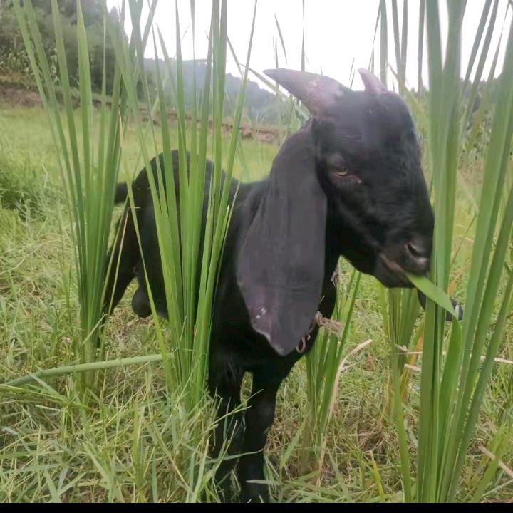 四川达州大竹杨羊养🐂🐓🐄🐑🐖