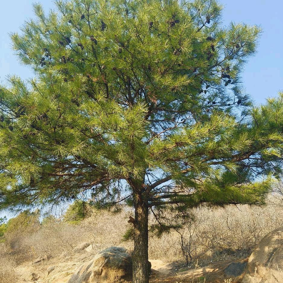 天梯