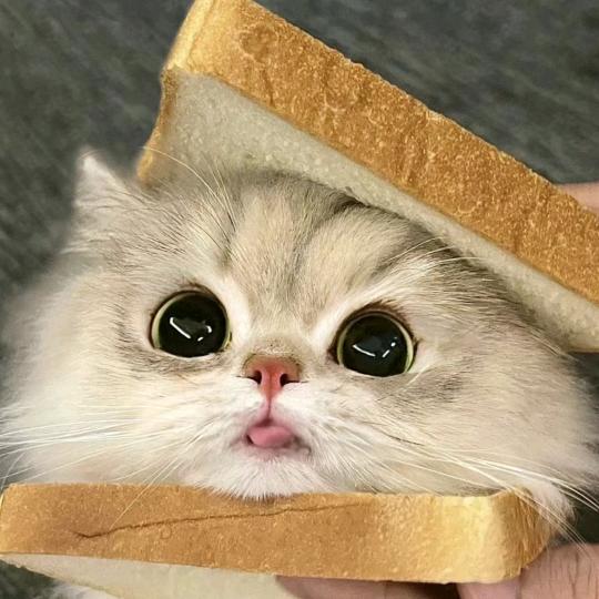 ꧁꫞暖🍒堡꫞꧂