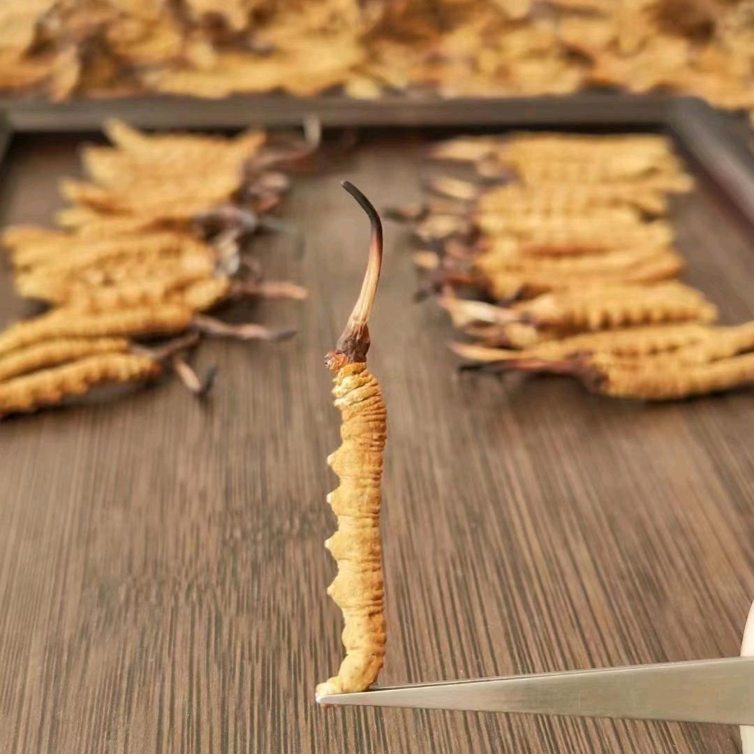 小马哥只做纯天然野生虫草🤝