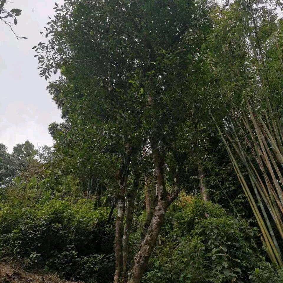 生活