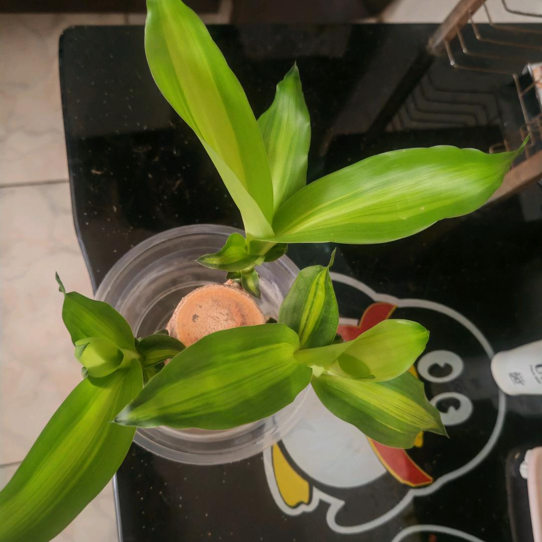 从头开始🐆✊👄