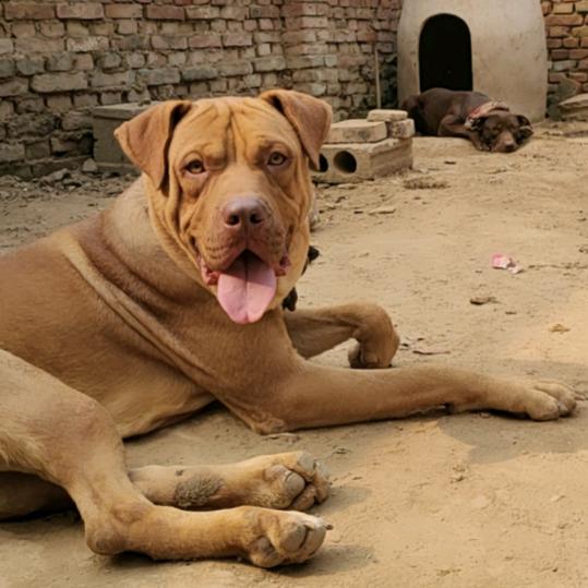 犬霸小管家  lu05379