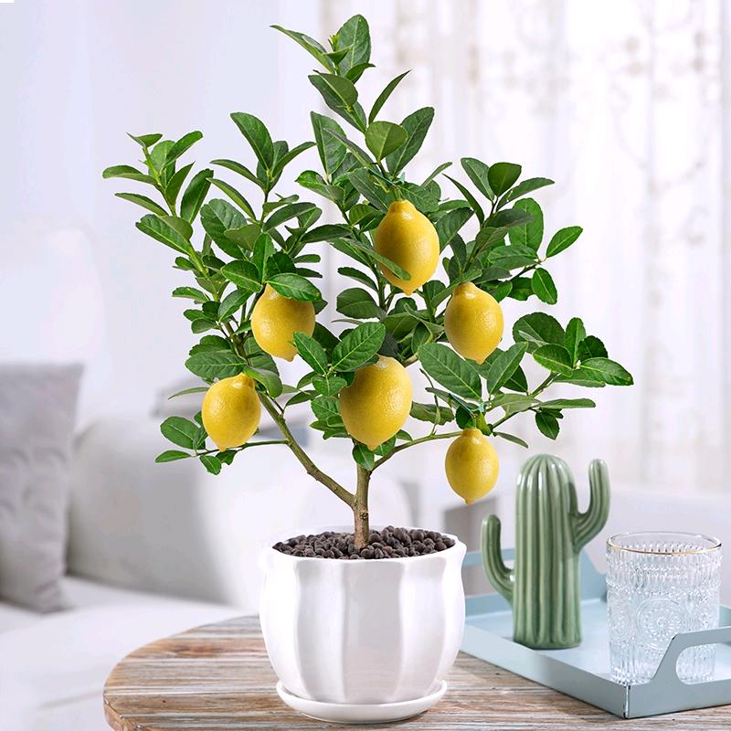 lemon❤️Tree