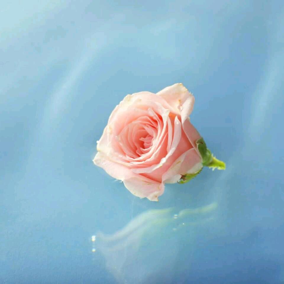 萌虎妹