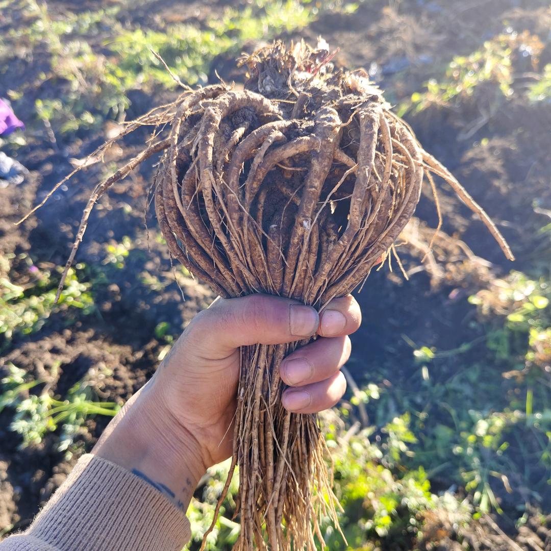 ☞岷县当归苗党参苗种植☜