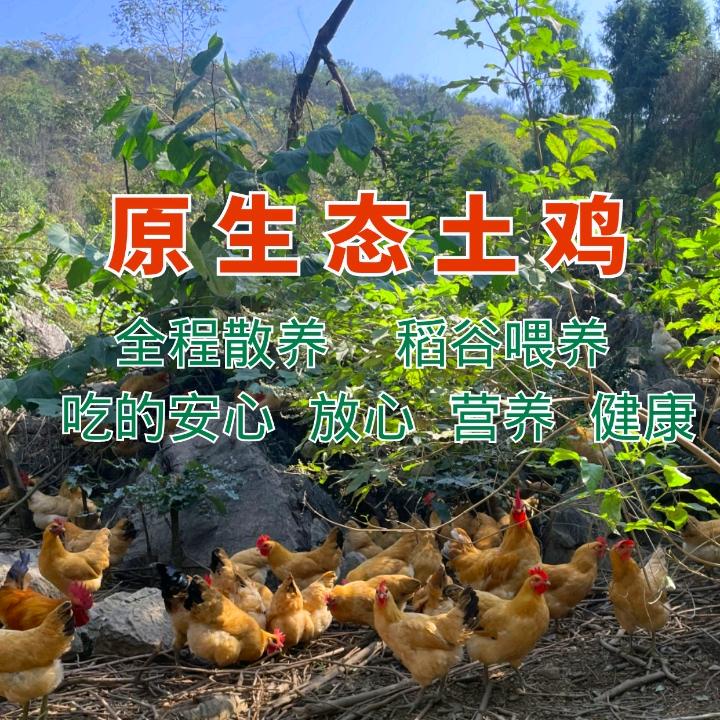 大山上的生态农场