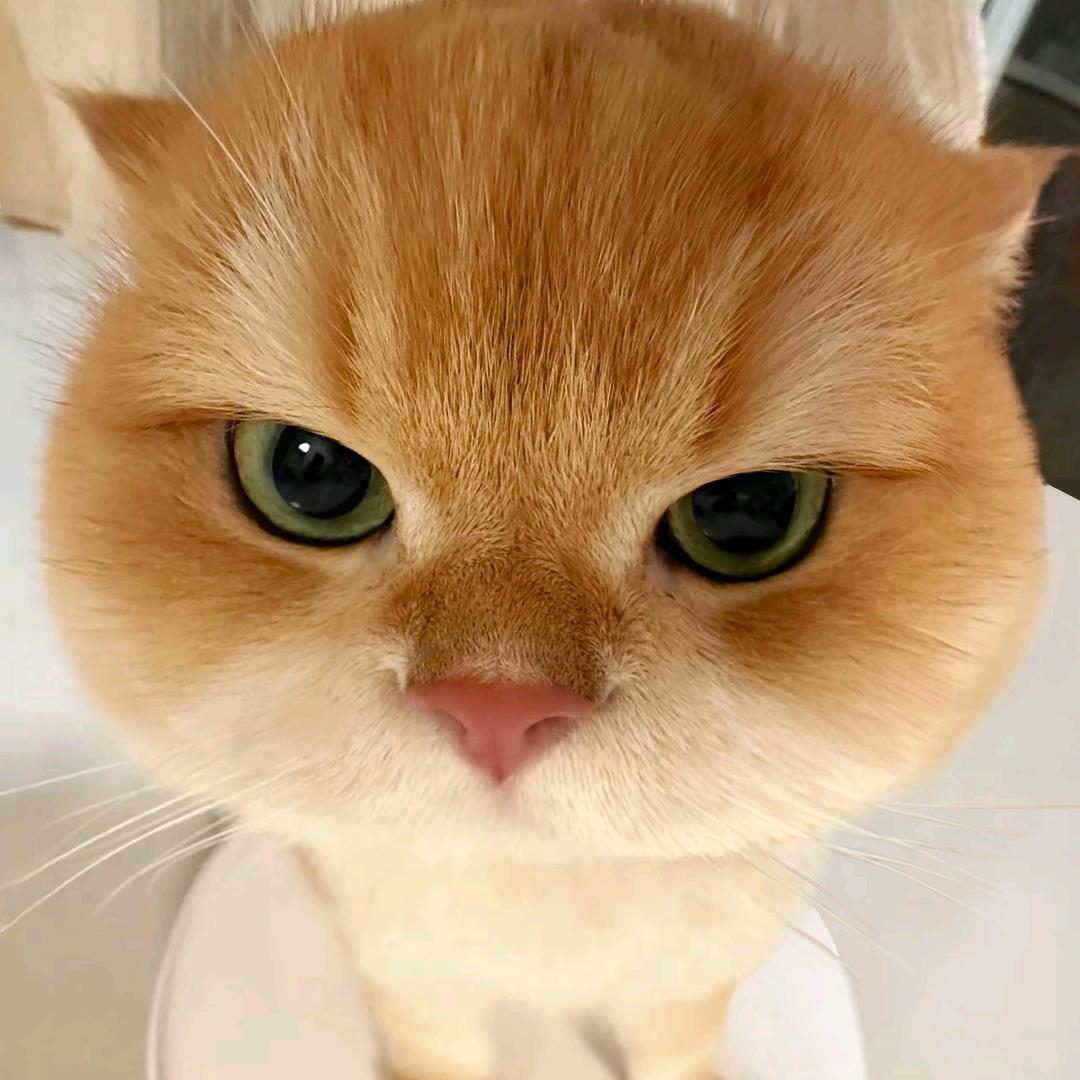 黄焖鸡铁杆粉丝