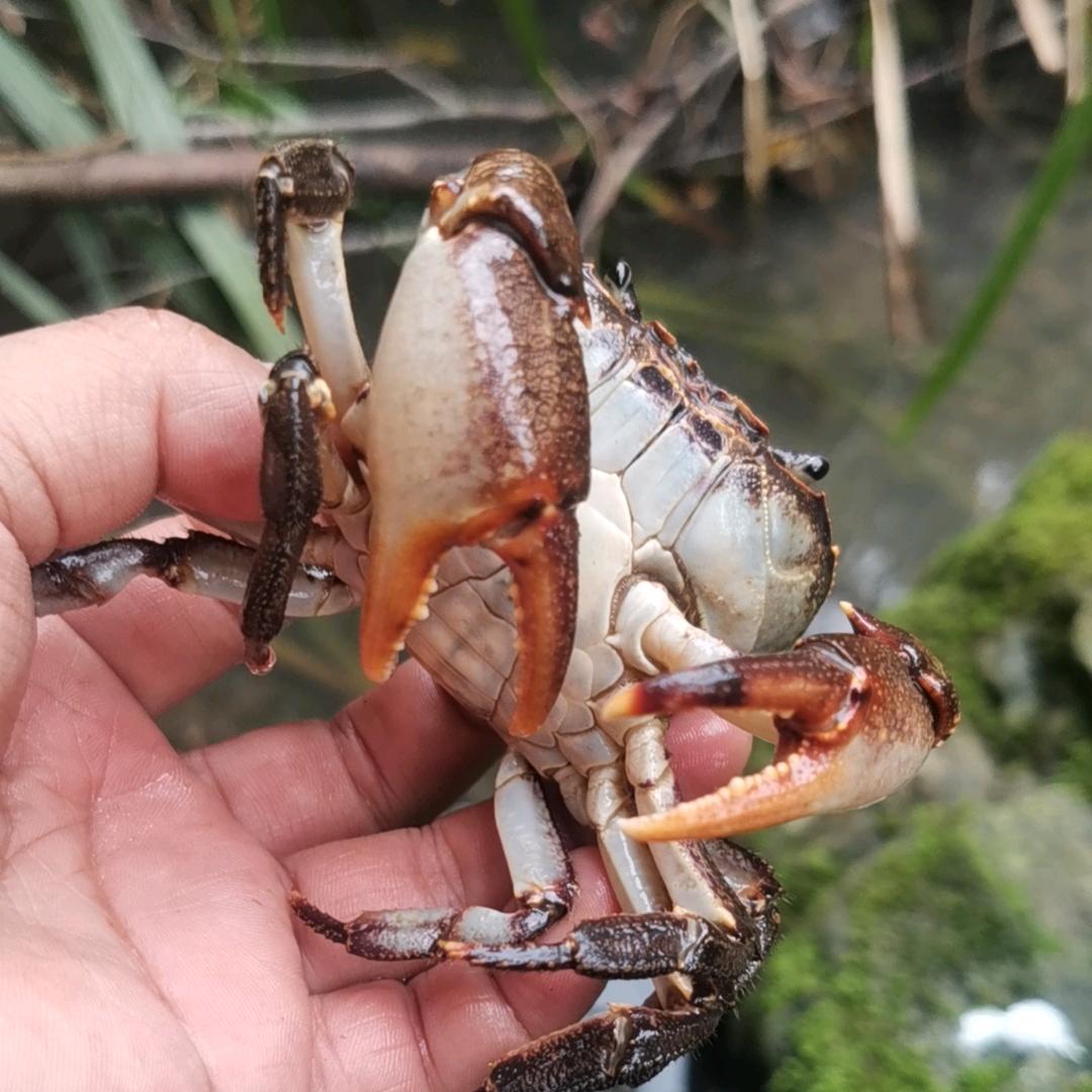 噜啦啦啦啦啦啦