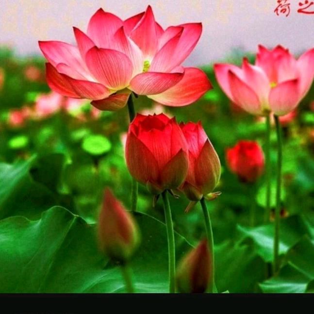 &&&非李莫属%&&&a