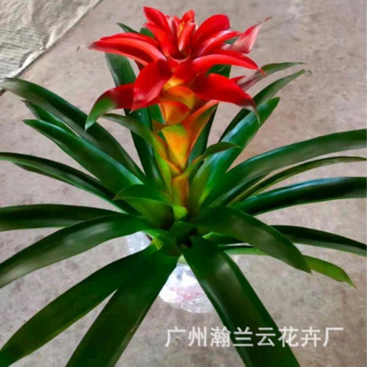 骥（ji）云端子