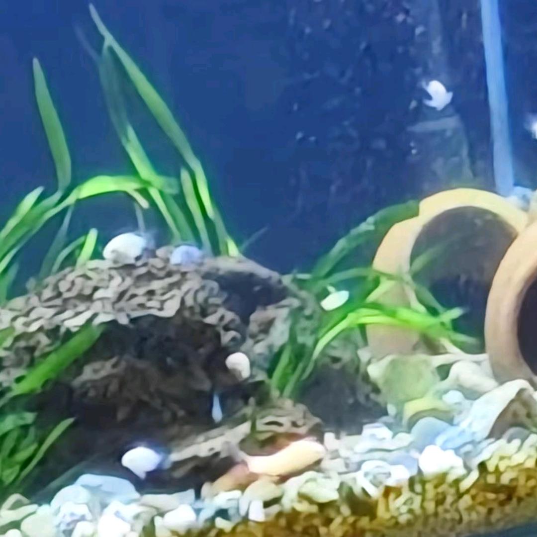 尹常洪