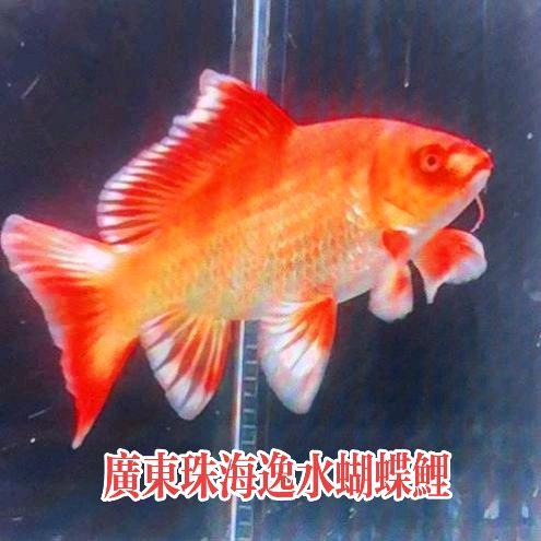 珠海逸水蝴蝶鲤