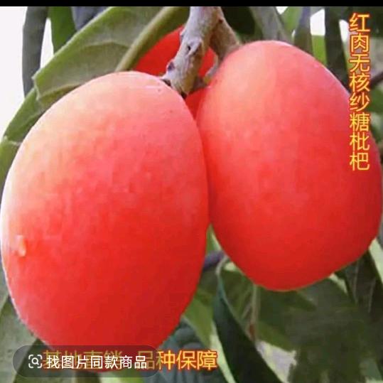 世兰基地