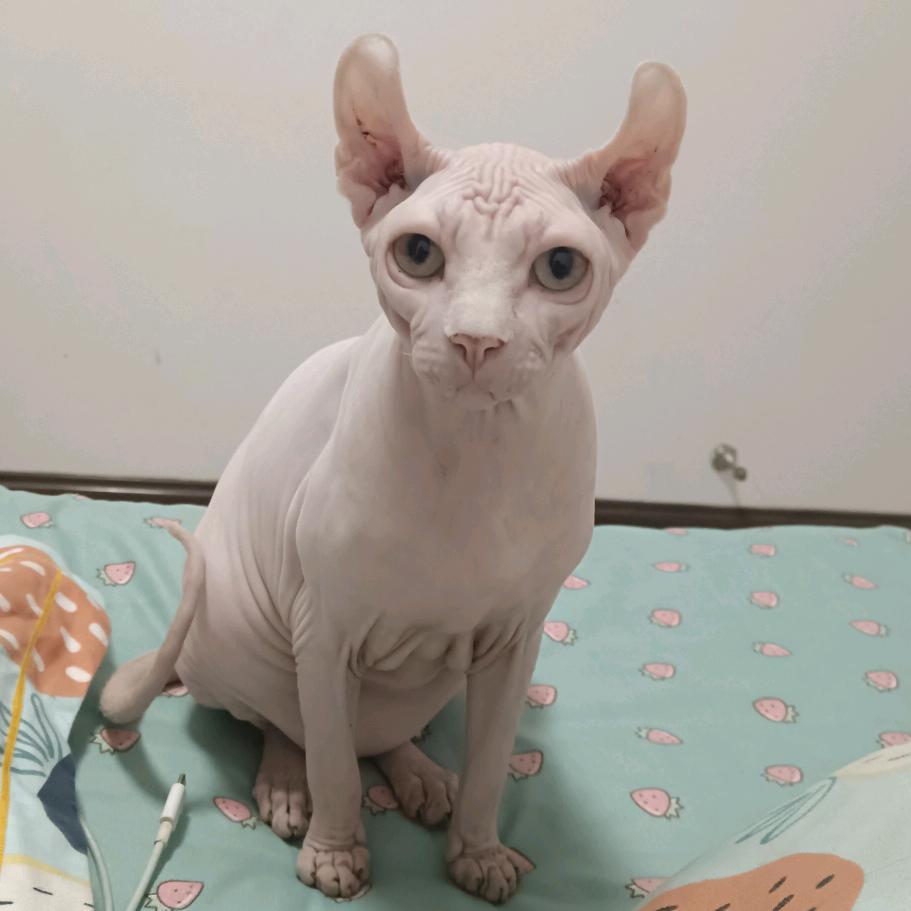 🌻是小猫咪呀🌻