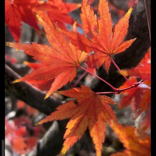 。🍁红枫叶🍁