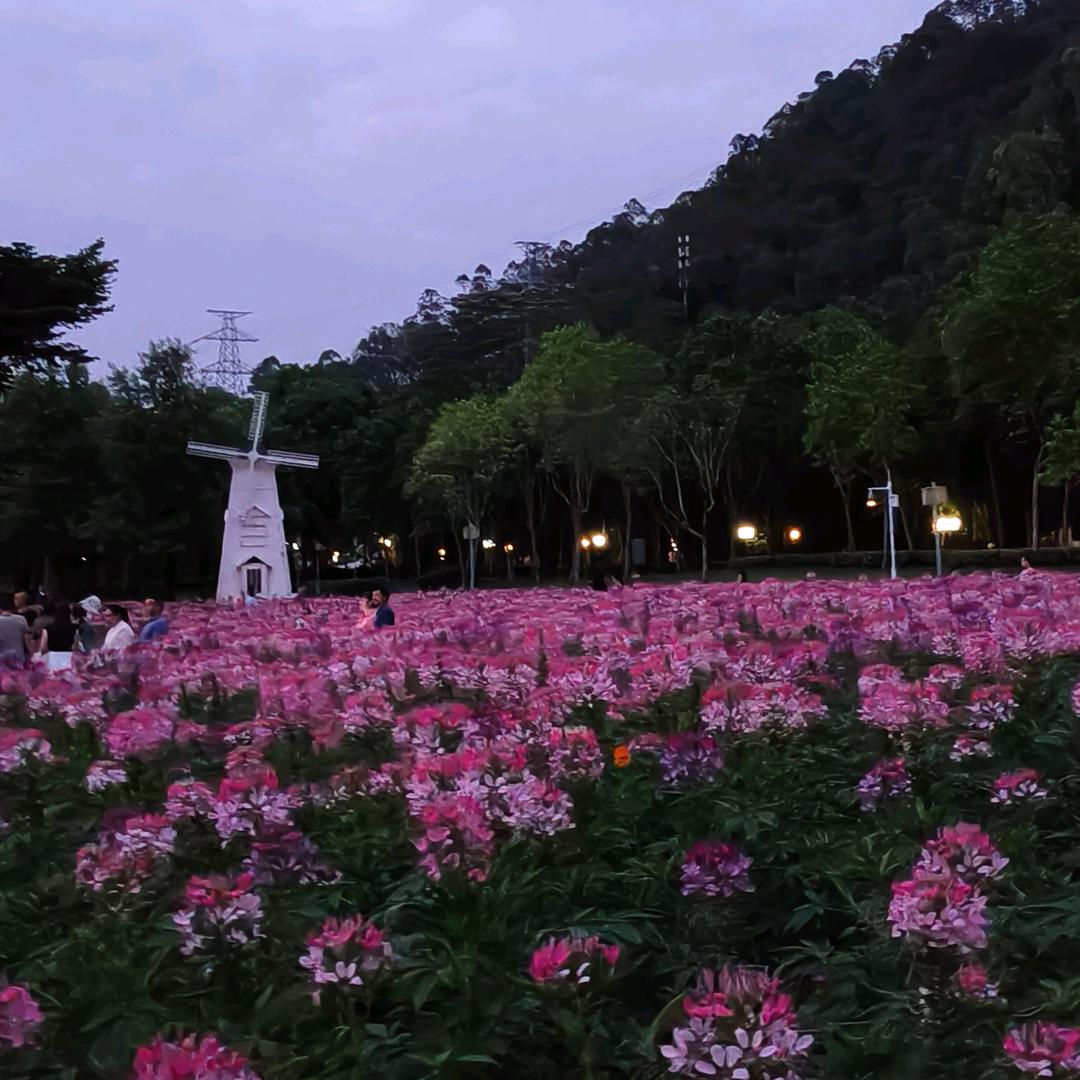 幸运花