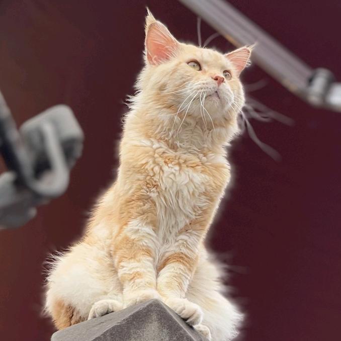 重庆小文（守店版）