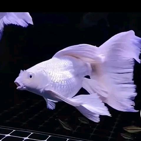 非凡蝴蝶鲤观赏鱼