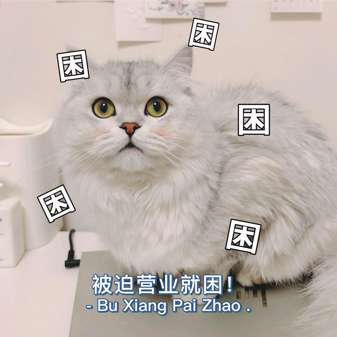 我家的哈基米